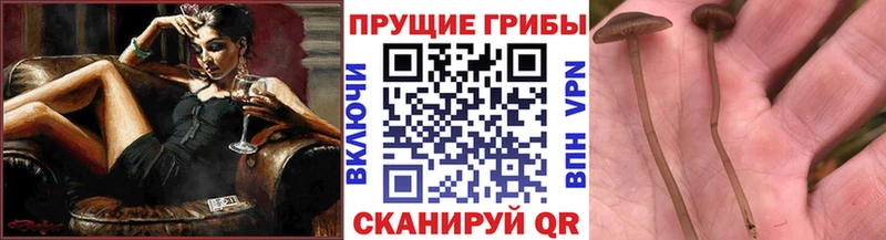Псилоцибиновые грибы MAGIC MUSHROOMS  как найти   mega зеркало  Юрга 